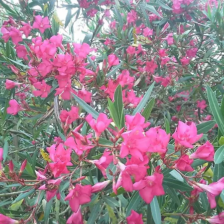 Brameloup Jardin Ovale Coudures